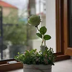 For Pensión 3*